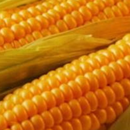 Corn is underestimated. What are the benefits of corn?