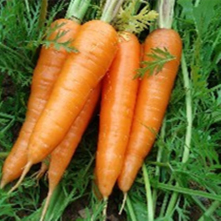 Carrot is known as \”little ginseng\”. What are its functions?