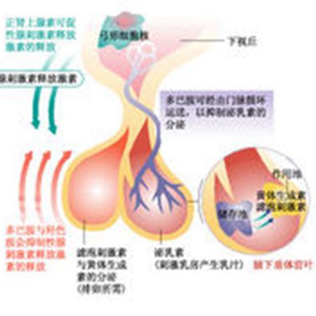 How are menopausal gonadotropins used to treat infertility?