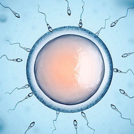 Is there a relationship between sperm quality and sexual intercourse frequency?