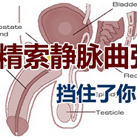 Why does male varicocele also affect fertility?