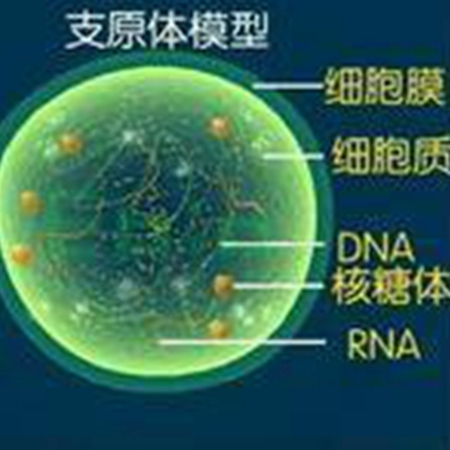 Can mycoplasma cause infertility? what is the reason?