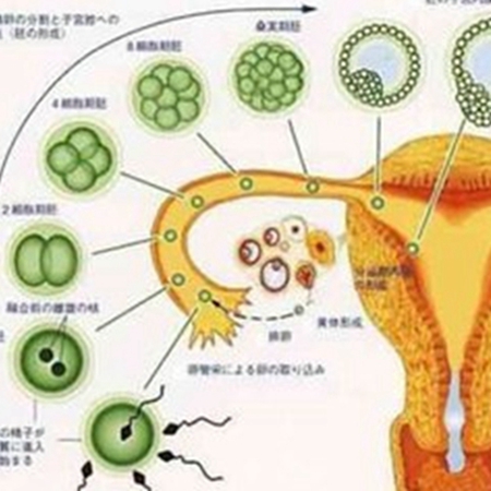 Do you know about the corpus luteum? How to judge luteal function?