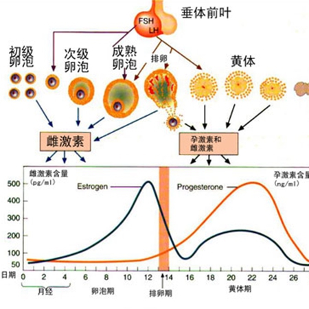 How do hormone levels change during the menstrual cycle?