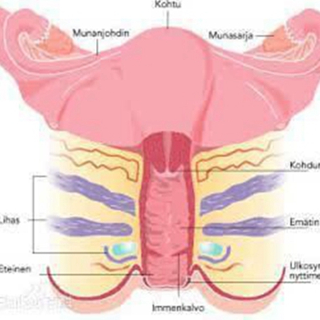 Do you know about vaginas? What is the function of the vagina?