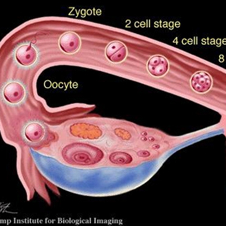 Curious? How do the fallopian tubes transport eggs?