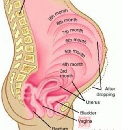 How can a tiny uterus accommodate such a big baby?