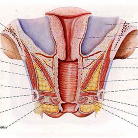 What parts does the female reproductive organ include? do you know?