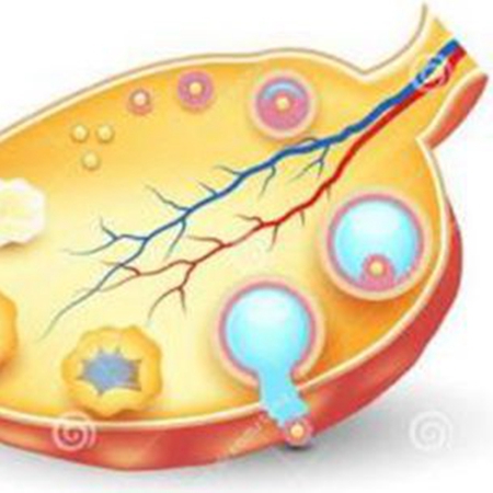 Corpus luteum, an important hormone indispensable for pregnancy