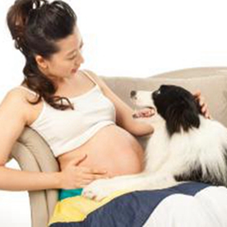 Fake: You should give away cats and dogs when you are preparing for pregnancy