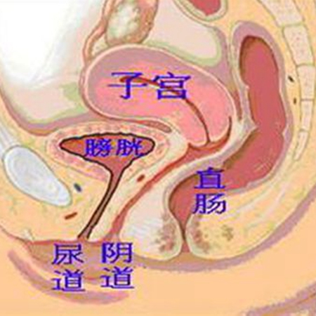 Understand the female reproductive organs and prepare for scientific pregnancy preparation