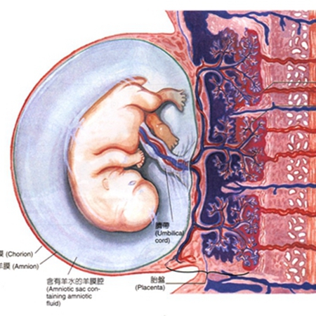 Do you know the placenta? What are the characteristics of its structure and function?