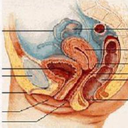 Preparing for pregnancy requires blocking genital herpes, one of the top ten infectious diseases