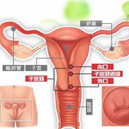 Do you know where the cervix is ​​located?