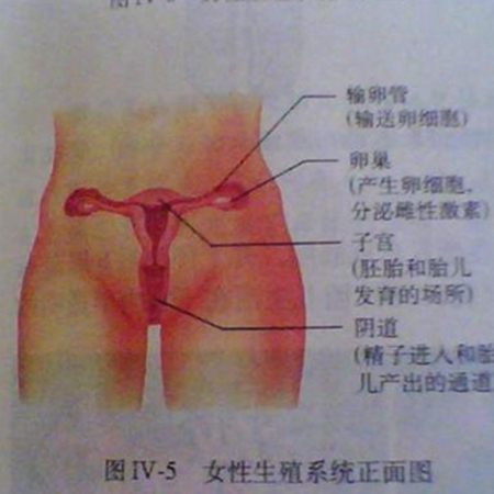 What is the location of the uterus in the body?