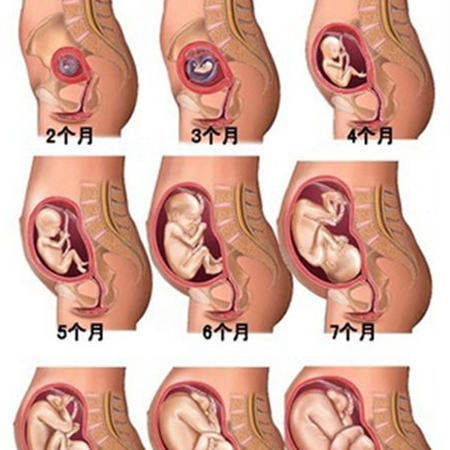 Do expectant parents know how the fetus grows and develops?