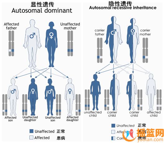 Family genetic history: autosomal dominant disease