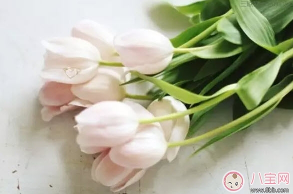 What flowers and plants should not be raised by pregnant women? Which flowers and plants are suitable for pregnant women (list of flowers and plants suitable for pregnant women)