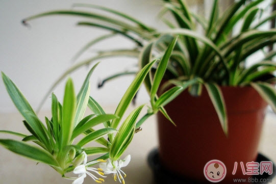 Can spider plants be placed in the room of pregnant women? Do spider plants have any impact on pregnant women (Precautions for raising spider plants for pregnant women)