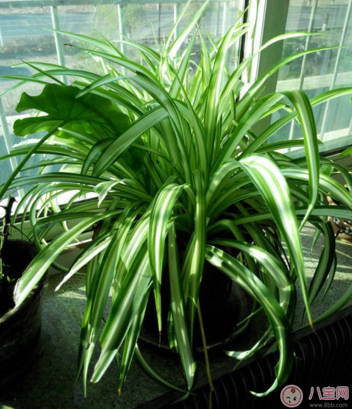 Can spider plants be placed in the room of pregnant women? Will spider plants affect pregnant women? (Precautions for raising spider plants for pregnant women)