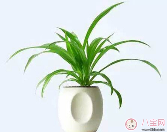 Can spider plants be placed in the room of pregnant women? Will spider plants affect pregnant women (Precautions for raising spider plants for pregnant women)