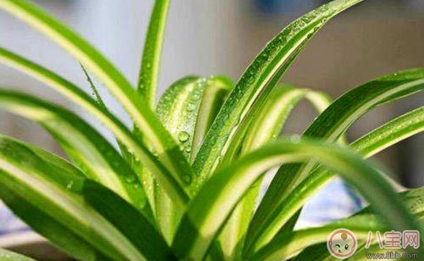 Can spider plants be placed in the room of pregnant women? Will spider plants affect pregnant women (Precautions for raising spider plants for pregnant women)