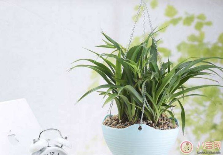 Can spider plants be placed in the room of pregnant women? Does spider plant have any effect on pregnant women (Precautions for raising spider plants for pregnant women)