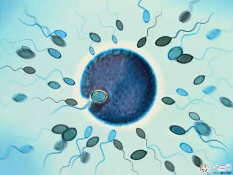 Enhance male fertility Improve sperm quality