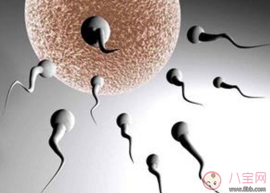 Things that men should pay attention to when preparing for pregnancy. How many days of sperm abstinence are best for preparing for pregnancy?